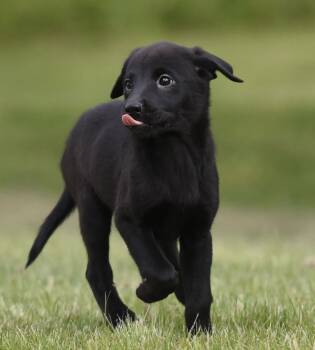Labrador Retriever and Border Collie Dogs Available for Adoption in Mechanicsburg, Pennsylvania - SAVANNAH | PetCurious