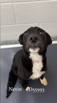 Nevin -  Feist and Mixed Breed Dog for Adoption in Clarksville, Tennessee - Nevin | PetCurious