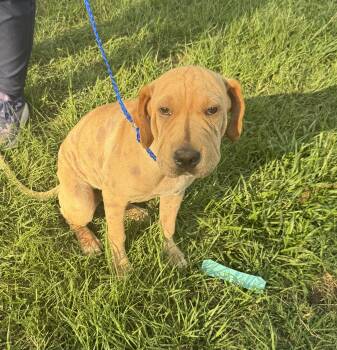 Hope-Will someone please pick me -  Shar Pei and Mastiff Dog for Adoption in Conway, South Carolina - Hope-Will Someone Please Pick Me | PetCurious