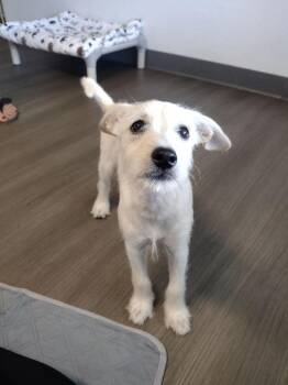 Challah -  Chihuahua and Schnauzer Dog for Adoption in Winter Garden, Florida - Challah | PetCurious