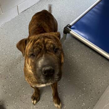 Mixed Breed Dogs Available for Adoption - Rumpke | PetCurious