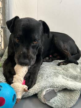 Boxer and Labrador Retriever Dogs Available for Adoption in Winnipeg, Manitoba - Leonidas | PetCurious