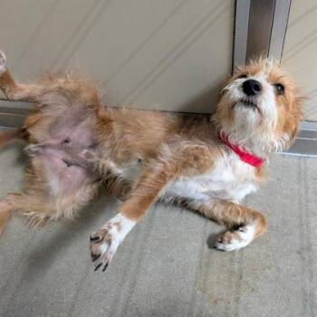 Mixed Breed Dogs Available for Adoption in West Chester, Pennsylvania - Swift | PetCurious