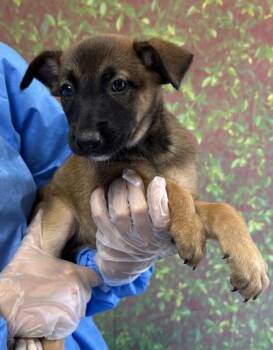 Melanie -  Shepherd and Mixed Breed Dog for Adoption in San Antonio, Texas - Melanie | PetCurious