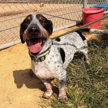 OAKLEY -  Dachshund and Beagle Dog for Adoption in Corydon, Indiana - OAKLEY | PetCurious