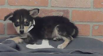 A2084100 -  German Shepherd Dog and Mixed Breed Dog for Adoption in Houston, Texas - A2084100 | PetCurious