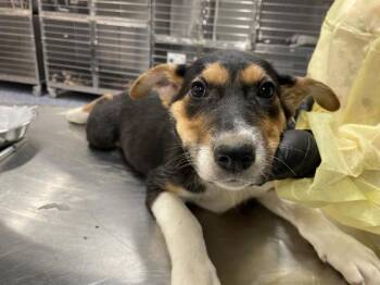 A1935701 -  German Shepherd Dog Dog for Adoption in Thousand Palms, California - A1935701 | PetCurious