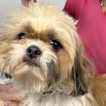 Skye -  Shih Tzu Dog for Adoption in Sinking Spring, Pennsylvania - Skye | PetCurious