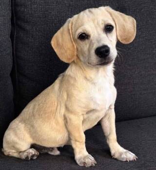 Toby -  Puggle Dog for Adoption in San Tan Valley, Arizona - Toby | PetCurious