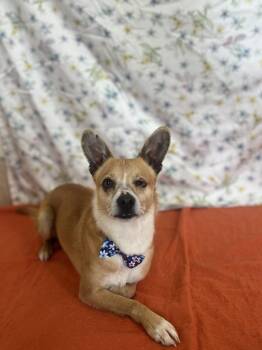 Chihuahua Dogs Available for Adoption in Upper Sandusky, Ohio - Turbo | PetCurious