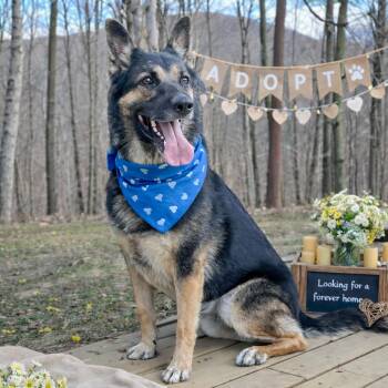 German Shepherd Dog Dogs Available for Adoption in Lucas, Texas - Tidus | PetCurious