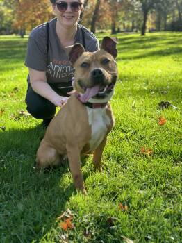 Mixed Breed Dogs Available for Adoption - Sweet Georgia  | PetCurious