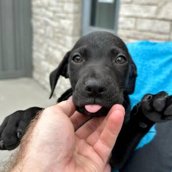 Jefferson -  Labrador Retriever and Mixed Breed Dog for Adoption in Matteson, Illinois - Jefferson | PetCurious
