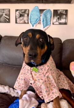 Hound Dogs Available for Adoption - Solason | PetCurious