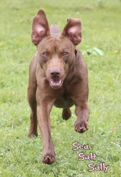Labrador Retriever and Mixed Breed Dogs Available for Adoption in Mason, Michigan - Sea Salt Sally | PetCurious