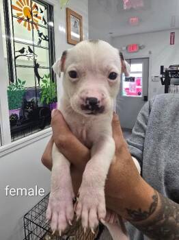 Kaia -  Mixed Breed Dog for Adoption in Glenfield, New York - Kaia | PetCurious