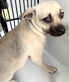 Chihuahua and Pug Dogs Available for Adoption in Houston, Texas - A655665 | PetCurious