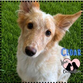 Cedar -  Australian Shepherd Dog for Adoption in Gilbert, Arizona - Cedar | PetCurious