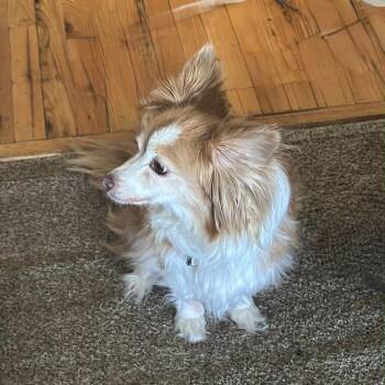 Bella -  Shih Tzu Dog for Adoption in Hurricane, Utah - Bella | PetCurious