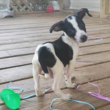 Dachshund Dogs Available for Adoption - Kors | PetCurious