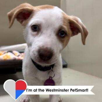 Kim Possible -  Cattle Dog and Mixed Breed Dog for Adoption in Fort Collins, Colorado - Kim Possible | PetCurious
