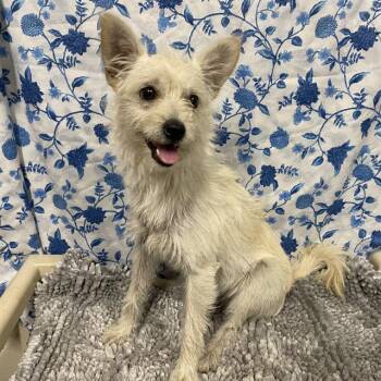 A611996 -  Norfolk Terrier Dog for Adoption in Modesto, California - A611996 | PetCurious
