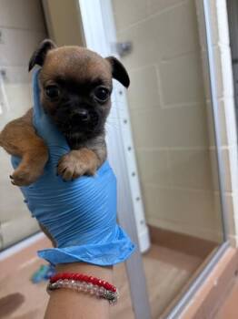 Garthie -  Chihuahua Dog for Adoption in Kennewick, Washington - Garthie | PetCurious