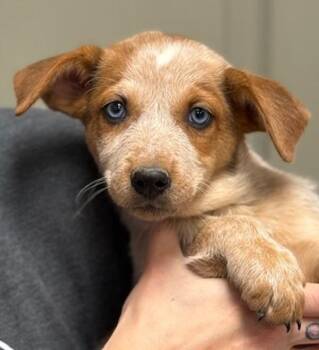 Catahoula Leopard Dog and Australian Cattle Dog Blue Heeler Dogs Available for Adoption - Heather From Human Resources | PetCurious