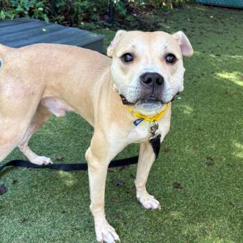 Scruggs -  Mixed Breed Dog for Adoption in Asheville, North Carolina - Scruggs | PetCurious