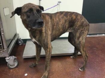 Rescue Labrador Retriever and Mixed Breed Dogs for Adoption in Thousand Palms, California - A1556178 | PetCurious