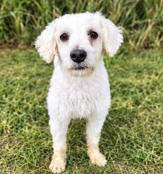 Blanco -  Miniature Poodle Dog for Adoption in Foley, Alabama - Blanco | PetCurious