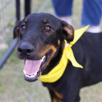 SERGEANT MAX -  Doberman Pinscher Dog for Adoption in San Antonio, Texas - SERGEANT MAX | PetCurious