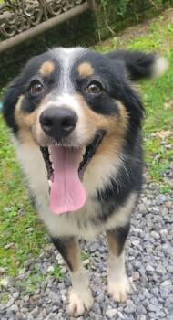 Gumbo -  Australian Shepherd Dog for Adoption in Crossville, Tennessee - Gumbo | PetCurious
