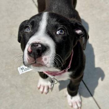 Modelo -  Pit Bull Terrier Dog for Adoption in Matteson, Illinois - Modelo | PetCurious