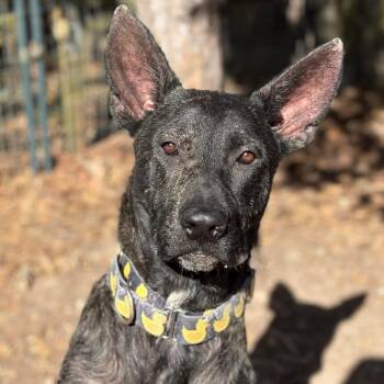 Mastiff and Mixed Breed Dogs Available for Adoption - Jarry | PetCurious