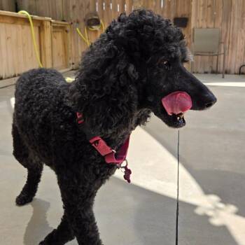 Lilo -  Standard Poodle Dog for Adoption in Freeport, Florida - Lilo | PetCurious
