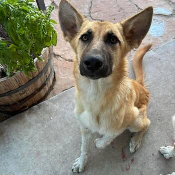Rescue German Shepherd Dog Dogs for Adoption in Corsicana, Texas - Whiskey P47446 | PetCurious
