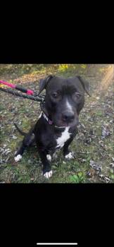 Rescue Terrier Dogs for Adoption in Warren, Ohio - Ariel | PetCurious