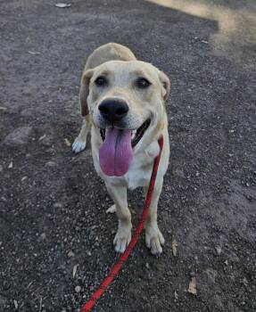 Labrador Retriever Dogs Available for Adoption - Bird | PetCurious