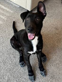 Luc -  Labrador Retriever and German Shepherd Dog Dog for Adoption in Houston, Texas - Luc | PetCurious