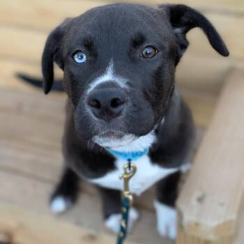 Pit Bull Terrier and Mixed Breed Dogs Available for Adoption in Riverwoods, Illinois - Pia | PetCurious