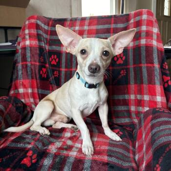 Louie -  Chihuahua Dog for Adoption - Louie | PetCurious