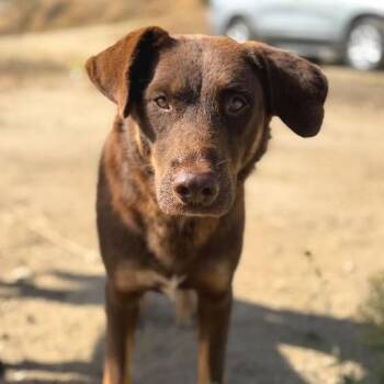 Paisley -  Mixed Breed Dog for Adoption in San Francisco, California - Paisley | PetCurious