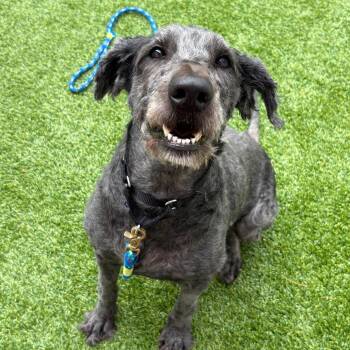 Allie -  Poodle and Black Labrador Retriever Dog for Adoption in Bedford, New Hampshire - Allie | PetCurious