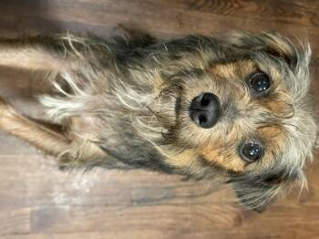 Rescue Yorkshire Terrier Dogs for Adoption in Charlotte, North Carolina - Muffin | PetCurious