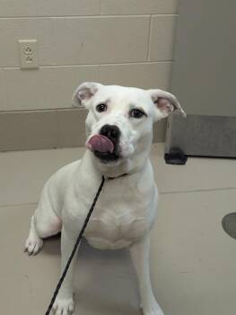 Azara -  Pit Bull Terrier and Labrador Retriever Dog for Adoption in Johnson City, Tennessee - Azara | PetCurious