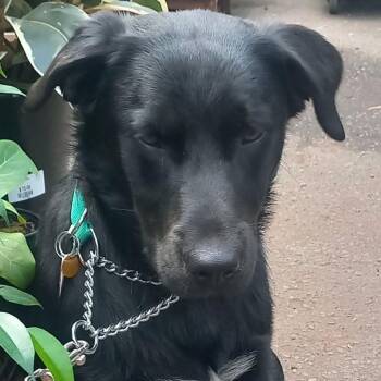 Braxton - Rescued Pup Needs Foster ASAP -  Black Labrador Retriever and Border Collie Dog for Adoption in Kirkland, Washington - Braxton - Rescued Pup Needs Foster ASAP | PetCurious