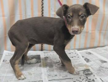 Molly -  Rat Terrier and Hound Dog for Adoption in Willingboro, New Jersey - Molly | PetCurious