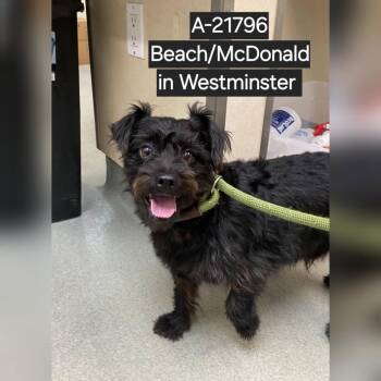 Hamburglar -  Terrier Dog for Adoption in Westminster, California - Hamburglar | PetCurious