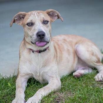 Thunder -  Shepherd Dog for Adoption in Branford, Connecticut - Thunder | PetCurious